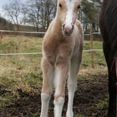 Welsh Partbred (Sec F) V.I.P. Nobility