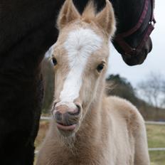 Welsh Partbred (Sec F) V.I.P. Nobility