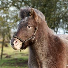 Knabstrupper Bakkehøjs Patricha
