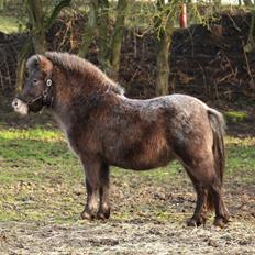 Knabstrupper Bakkehøjs Patricha