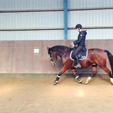 Anden særlig race Charmeur