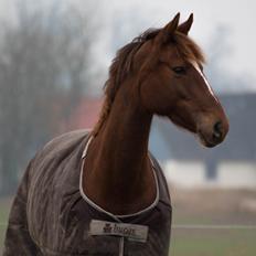Dansk Varmblod Lille daugårds lady hit