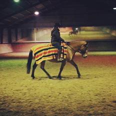 Mustang Goldhearted Fabiola
