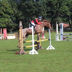 Anden særlig race Staldens salina