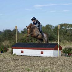 Anden særlig race Staldens salina