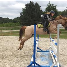 Anden særlig race Staldens salina