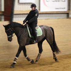 Tysk Oldenburger She's got the look 