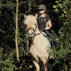 Fjordhest Lamhaves Confetti 