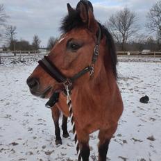 Anden særlig race Ginger