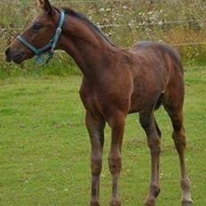 Oldenborg Kirsebærgårdens le azeidon