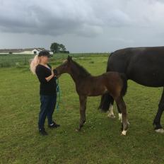 Oldenborg Kirsebærgårdens le azeidon