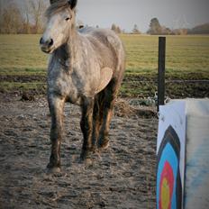 Schleswiger Ellinor (Stb navn Misha)