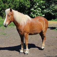 Islænder Reimar fra Skovvang