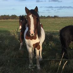 Irish Cob Crossbreed Elliot