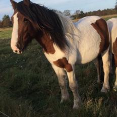 Irish Cob Crossbreed Elliot