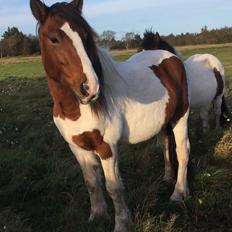 Irish Cob Crossbreed Elliot