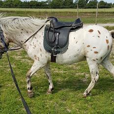 Anden særlig race Pyrus 