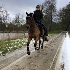 Dansk Varmblod Stanley