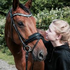 Dansk Varmblod Stanley