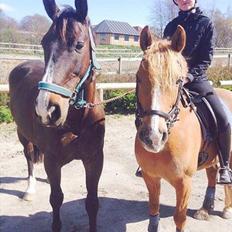 Oldenborg Højskovens Tinto 