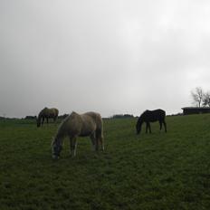 Palomino Thorgal Alexsis