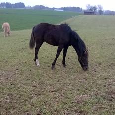 Morgan Edelhof's Sgt. Pepper