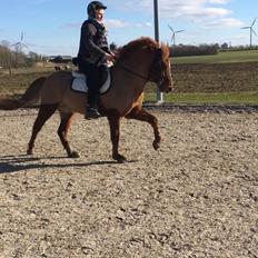 Islænder Sleipnir "Ponze" 