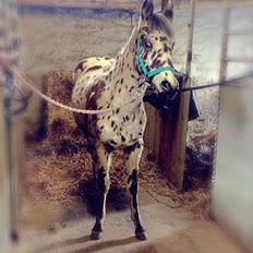 Knabstrupper J.S. Precious Remee