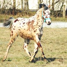 Knabstrupper J.S. Precious Remee