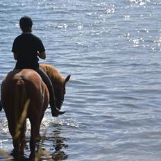 Anden særlig race | UN