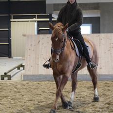 Anden særlig race | UN