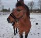 Anden særlig race Ginger