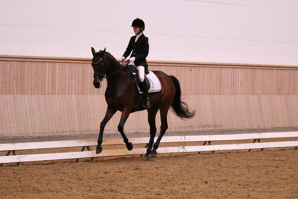 Fuldblod (XX) Madame de Jour XX (den) (Smilla) - LA2 til 76% billede 5