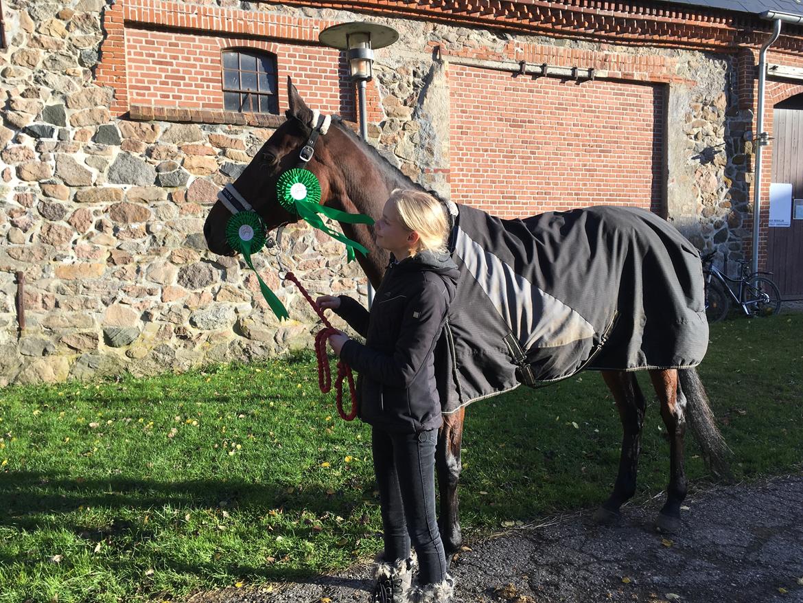 Fuldblod (XX) Madame de Jour XX (den) (Smilla) - Efter to gode programmer til stævnet, hvor vi vandt anden og tredje pladsen billede 13