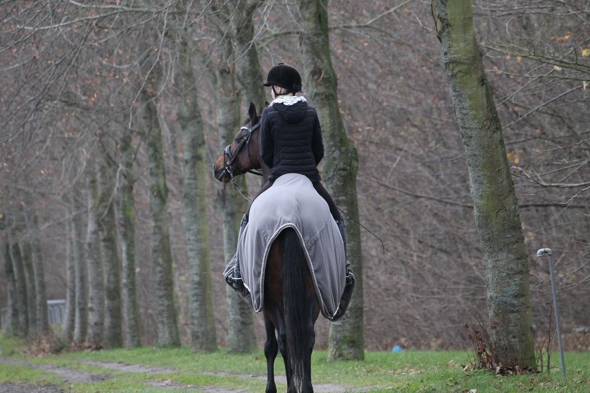 Fuldblod (XX) Madame de Jour XX (den) (Smilla) billede 14