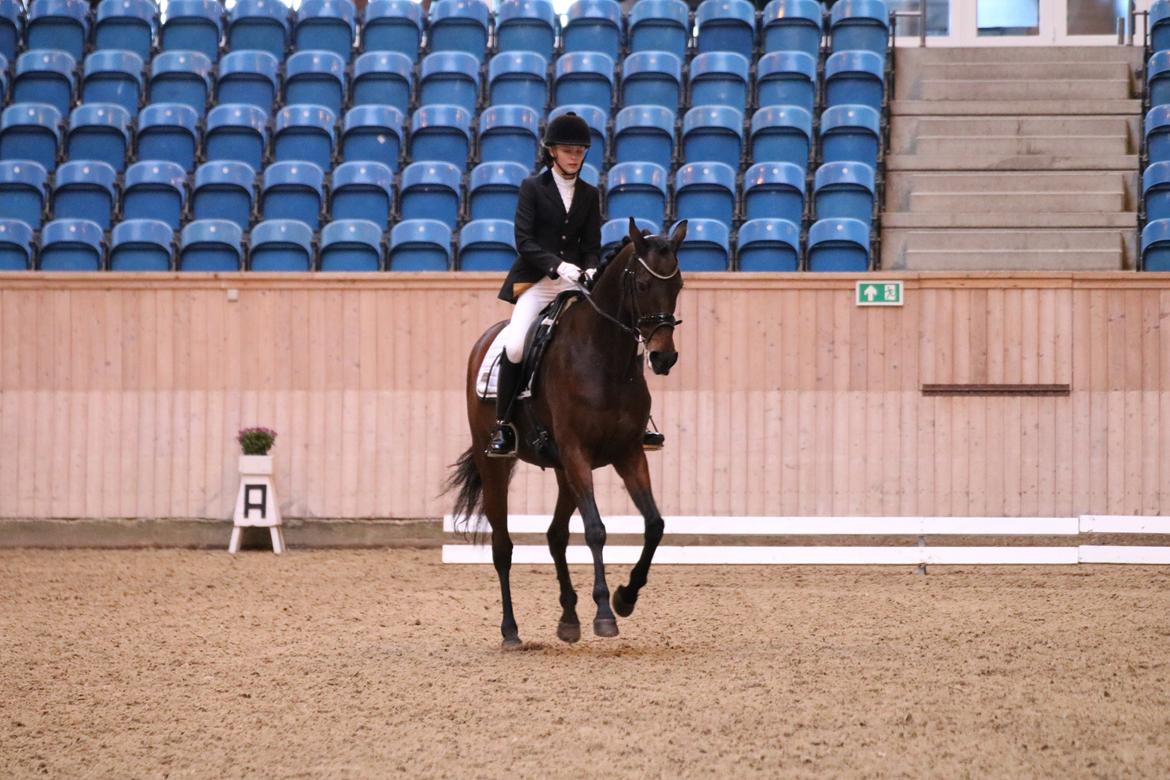 Fuldblod (XX) Madame de Jour XX (den) (Smilla) billede 9