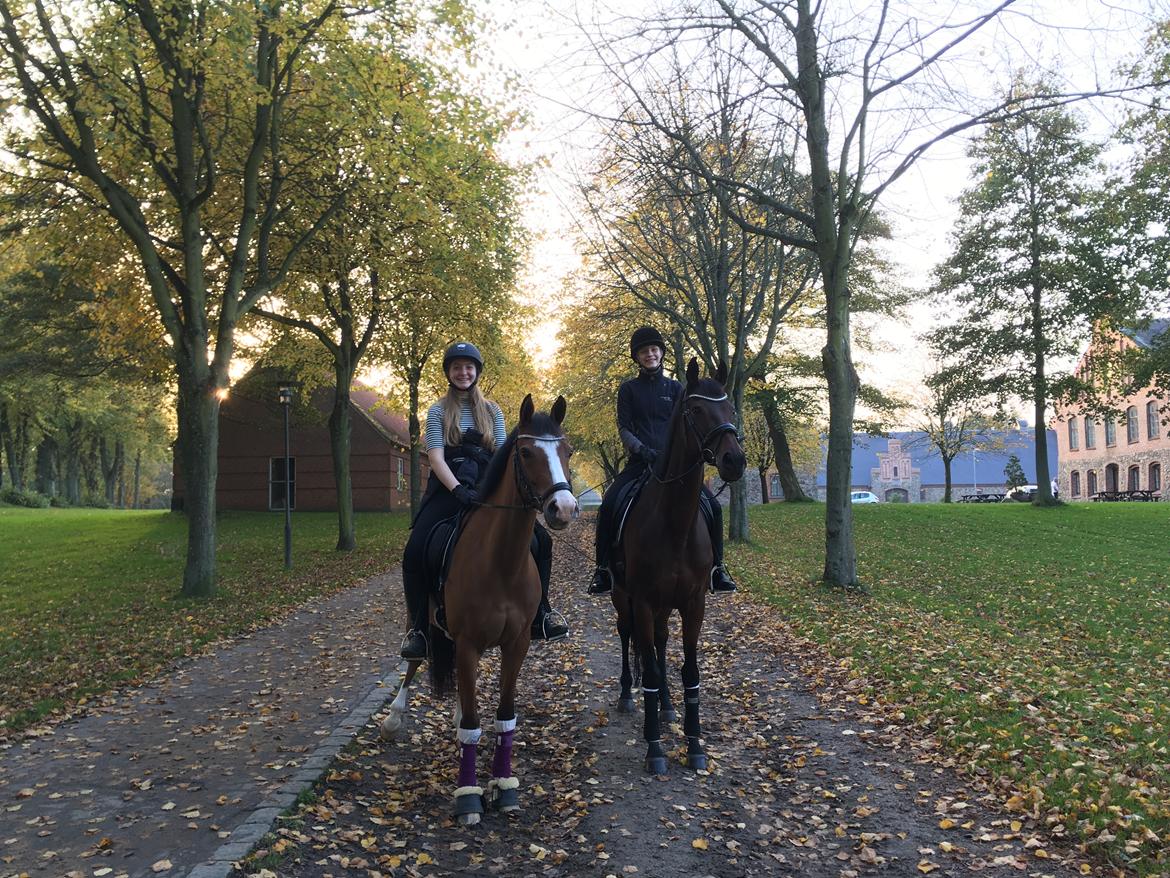 Fuldblod (XX) Madame de Jour XX (den) (Smilla) billede 17