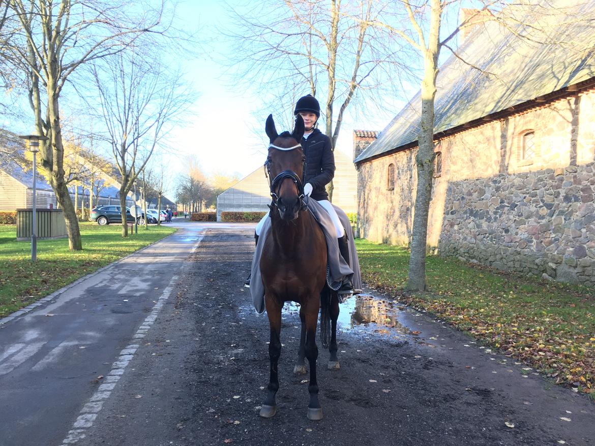 Fuldblod (XX) Madame de Jour XX (den) (Smilla) - Første stævne sammen billede 18