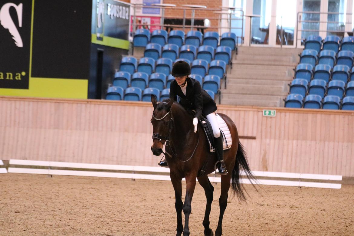 Fuldblod (XX) Madame de Jour XX (den) (Smilla) billede 19