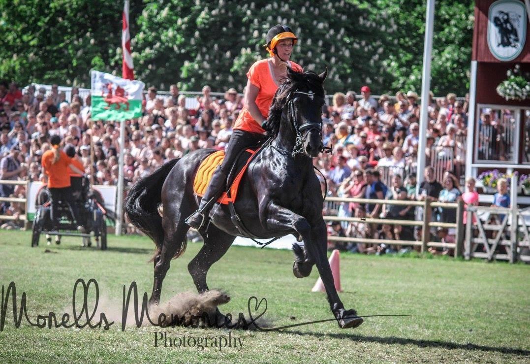 Welsh Cob (sec D) Petersgaards Louisianna billede 19