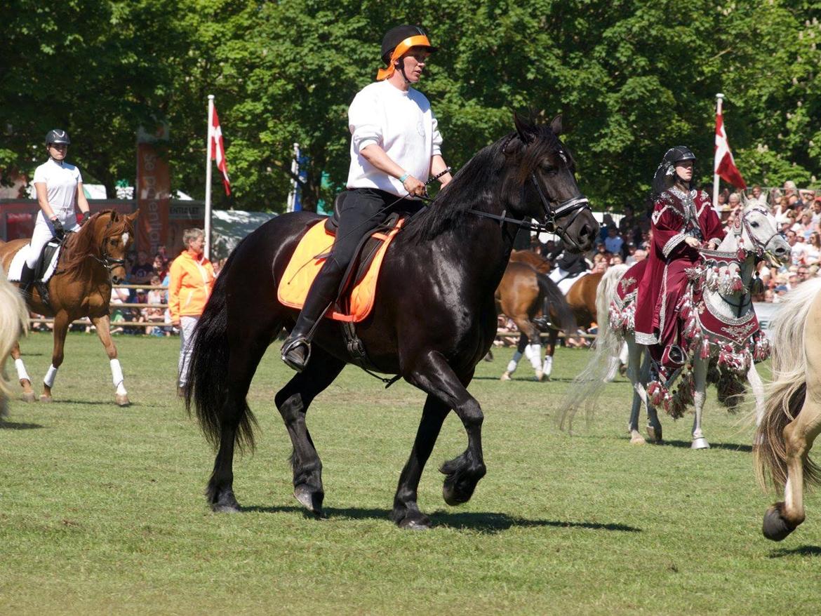 Welsh Cob (sec D) Petersgaards Louisianna billede 20