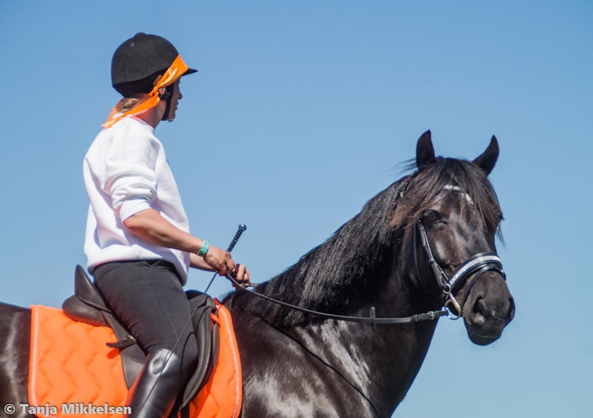 Welsh Cob (sec D) Petersgaards Louisianna billede 21