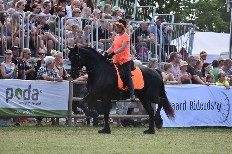 Welsh Cob (sec D) Petersgaards Louisianna billede 22