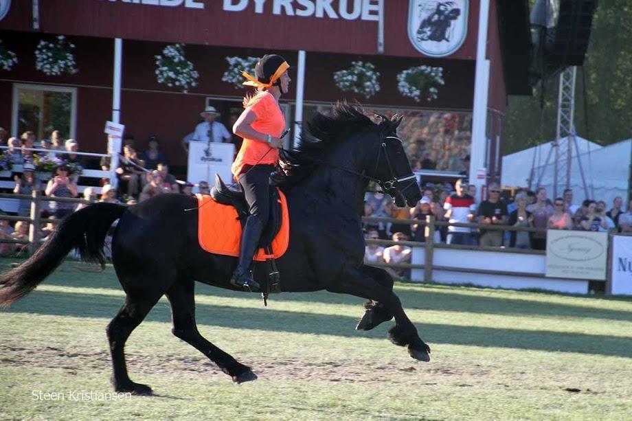 Welsh Cob (sec D) Petersgaards Louisianna billede 23
