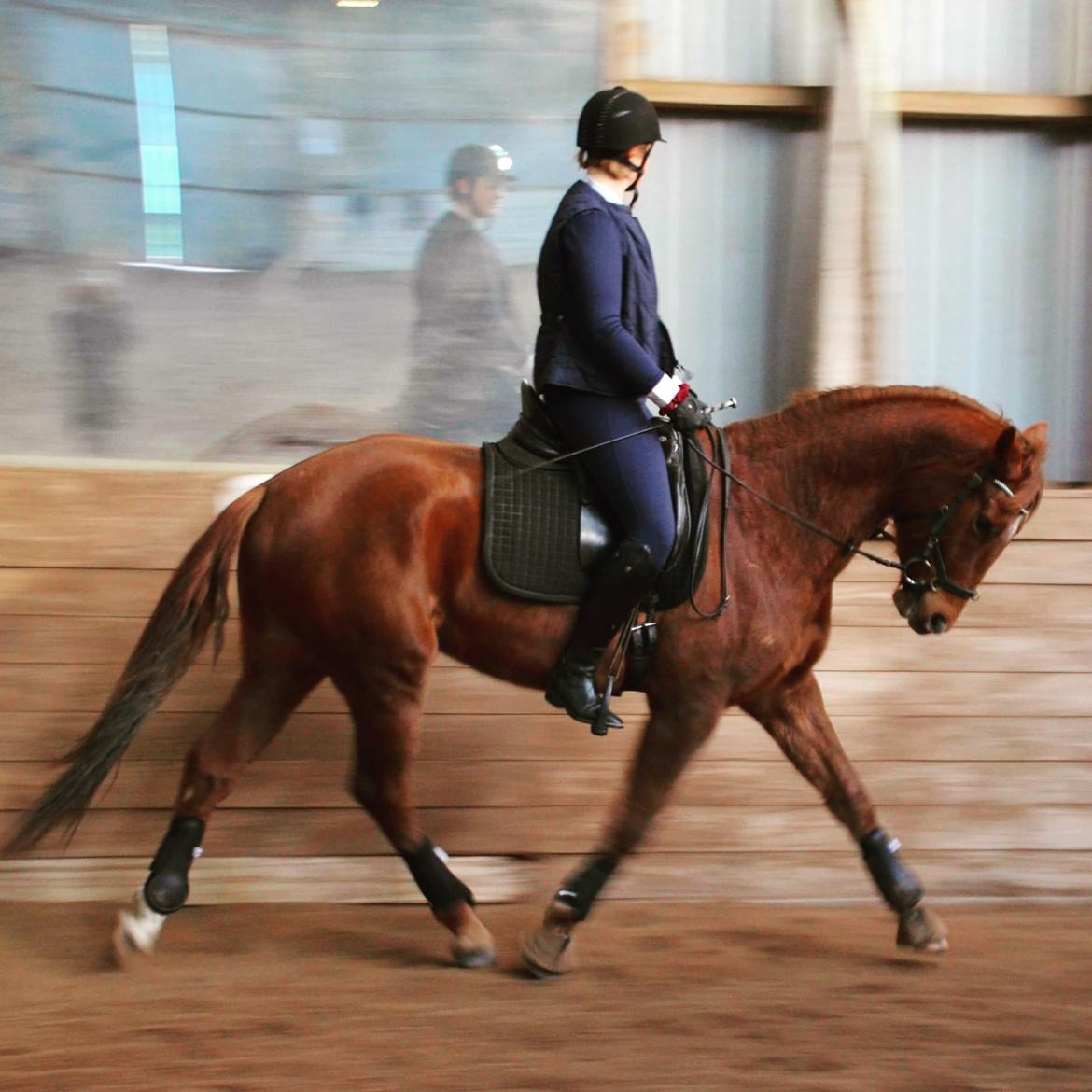 Dansk Varmblod Pilou billede 9