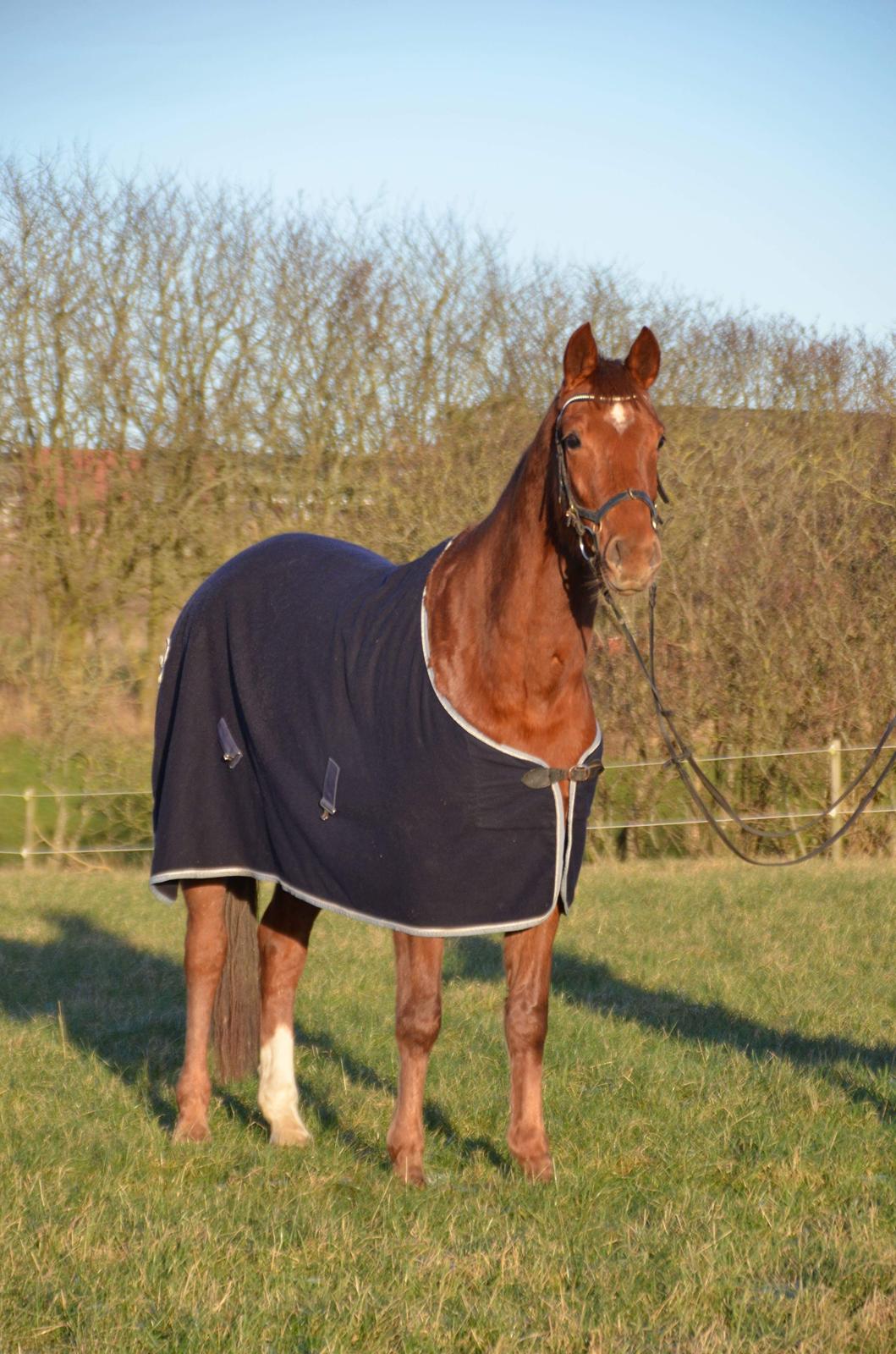 Dansk Varmblod Pilou billede 13