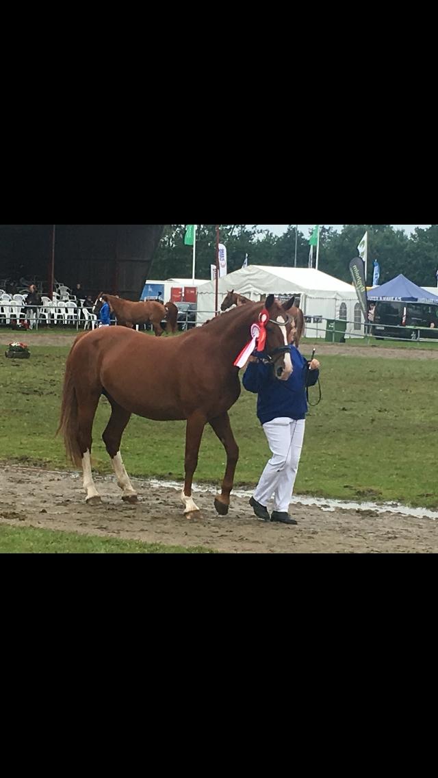 Frederiksborg Phie Kattegat billede 24