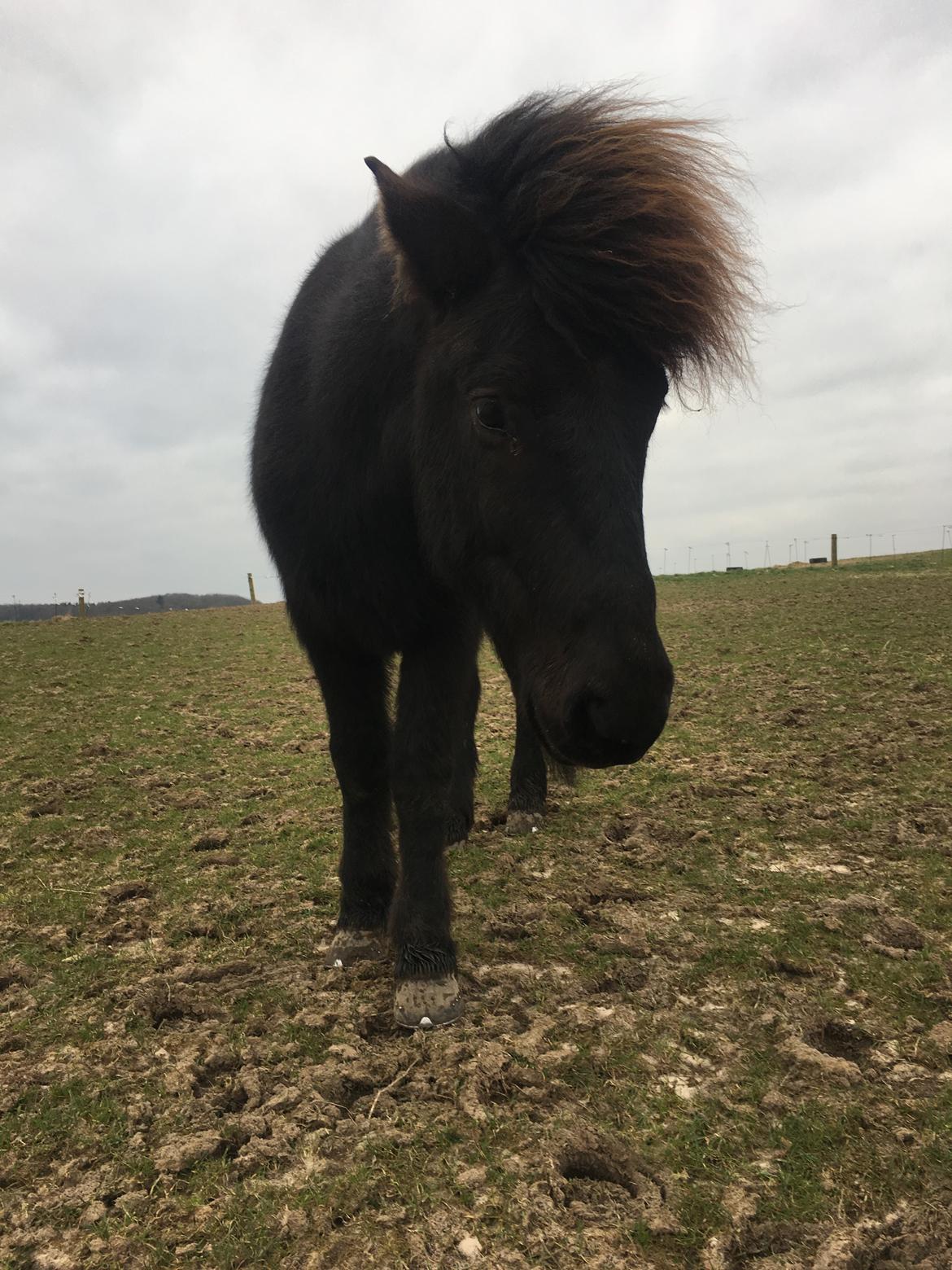Islænder Siggi fra Vikinghøj billede 16