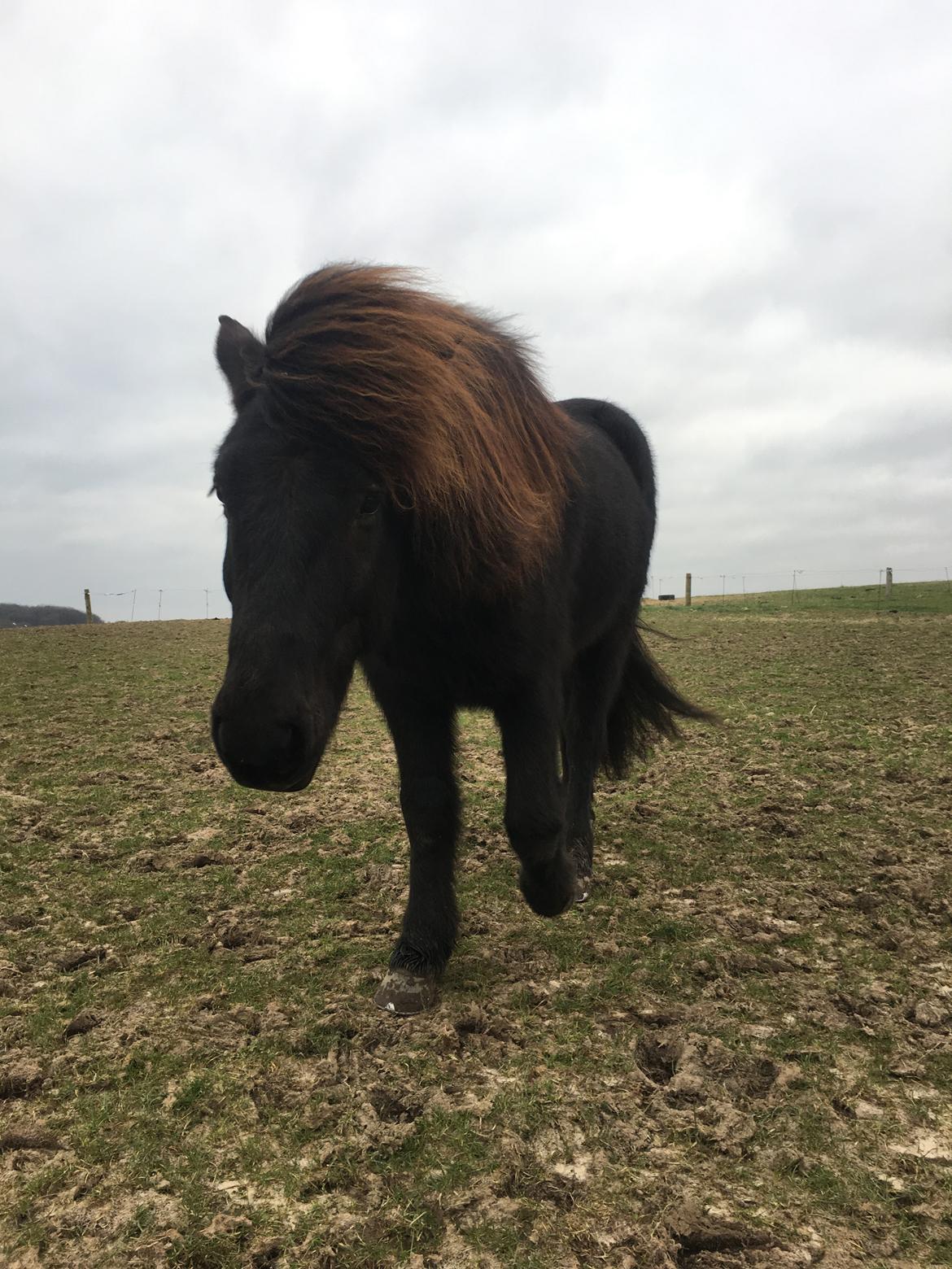 Islænder Siggi fra Vikinghøj billede 17