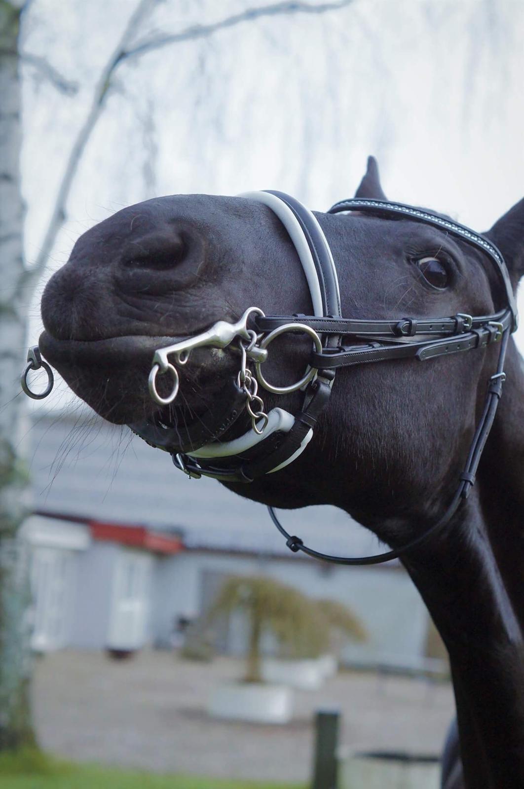 Frieser Wictoria von Inger-Marienlund (Gris) billede 3